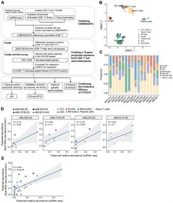 A CD8+ T cell related immune score predicts survival and refines the risk assessment in acute myeloid leukemia